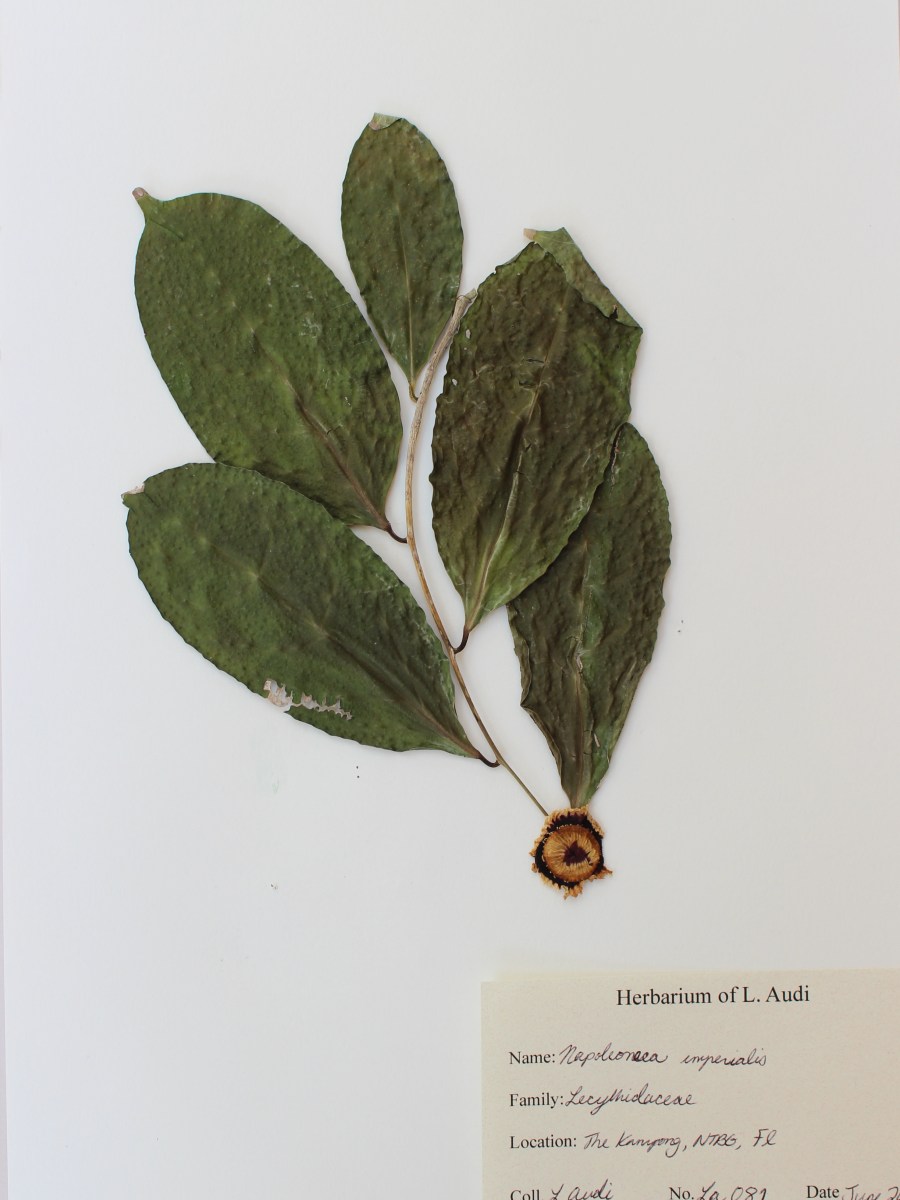 Herbarium Collection