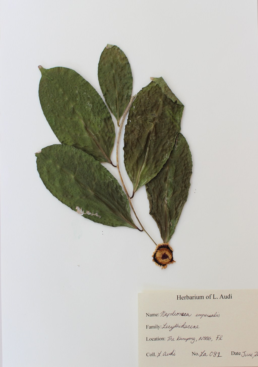 Herbarium Collection