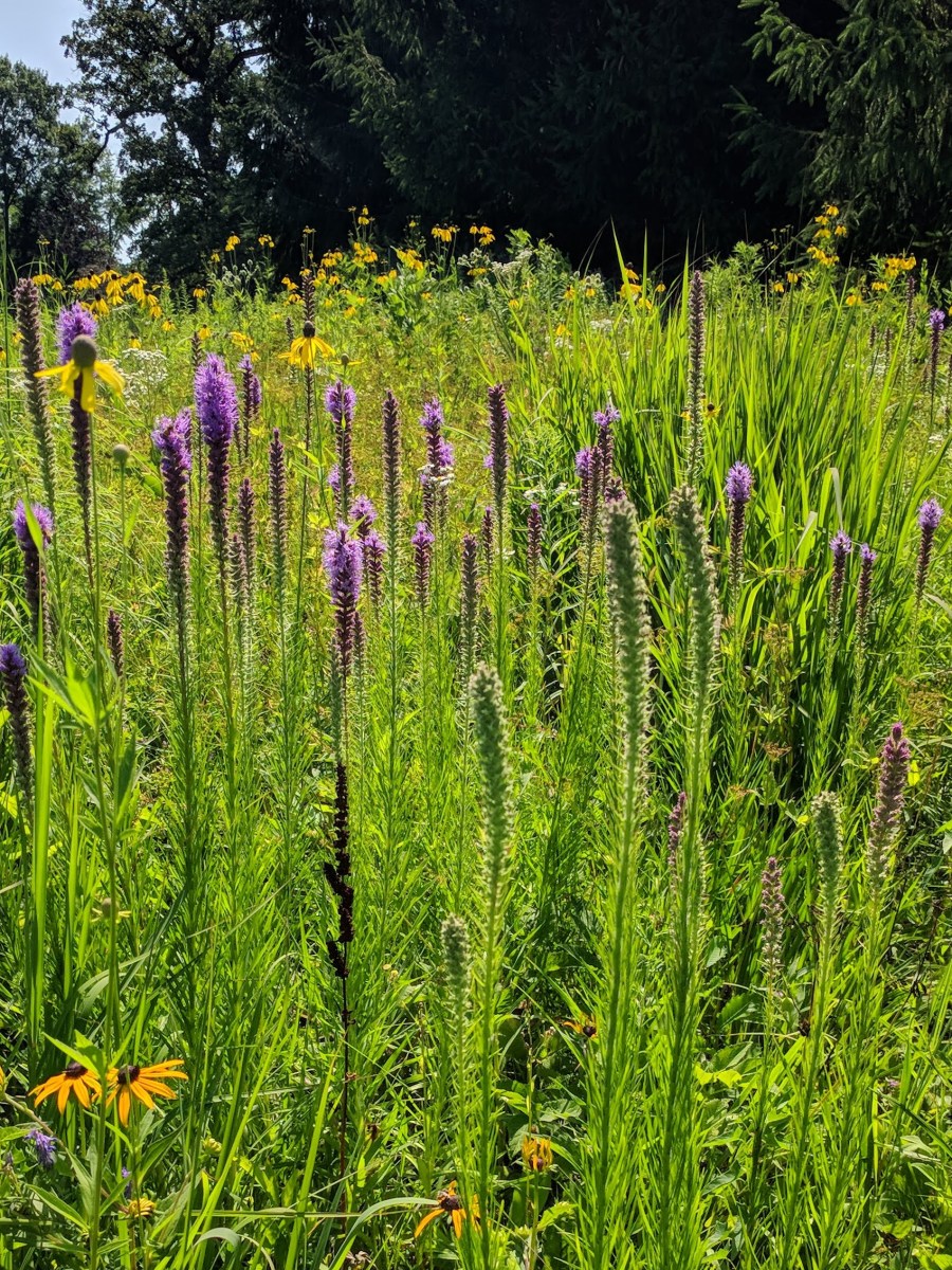 Conservation Management